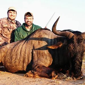 Blue Wildebeest Female Cull Hunting in South Africa