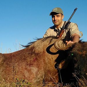 Blue Wildebeest Cull Hunting in South Africa