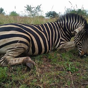 South Africa Burchell's Plain Zebra Hunting