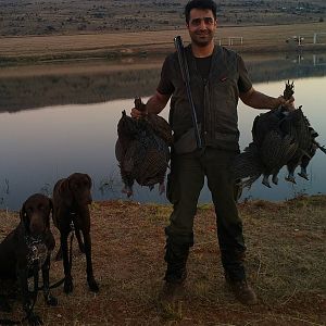 Bird Hunting South Africa Guineafowl