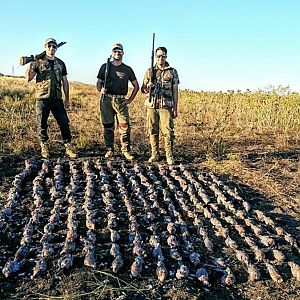 Wing Shooting Dove South Africa