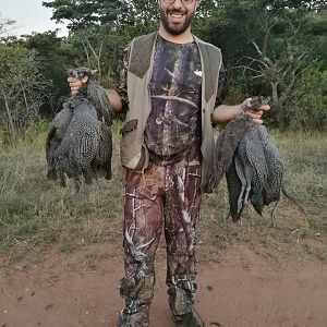 Bird Hunting South Africa Guineafowl