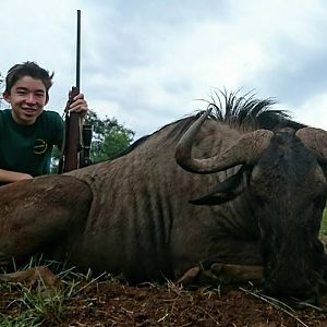 Blue Wildebeest Hunting in South Africa