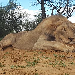 Hunting Lion South Africa