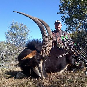 Bow Hunting South Africa Sable Antelope