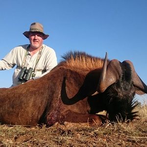 Hunting South Africa Black Wildebeest