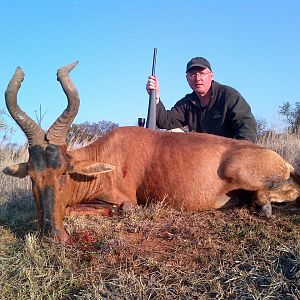 Red Hartebeest Hunting in South Africa