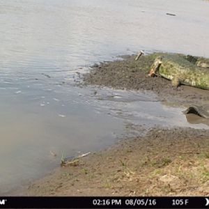 Trail Cam Tanzania Crocodile