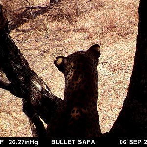 Tanzania Leopard Trail Cam