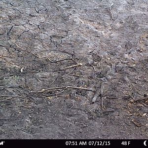 Trail Cam Leopard Tanzania