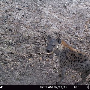 Tanzania Trail Cam Spotted Hyena