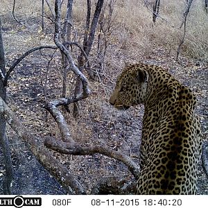 Leopard  Tanzania Trail Cam