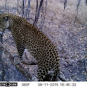 Trail Cam Tanzania Leopard