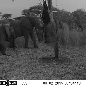 Elephant Trail Cam Tanzania