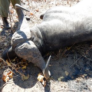 Hunting Buffalo in Tanzania