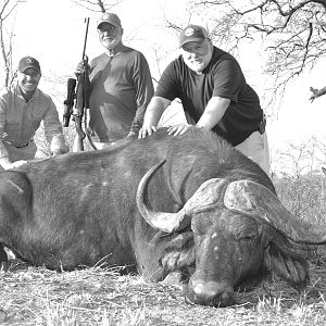 Cape Buffalo Tanzania Hunt