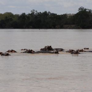 Tanzania Hippo