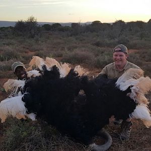 South Africa Hunting Ostrich