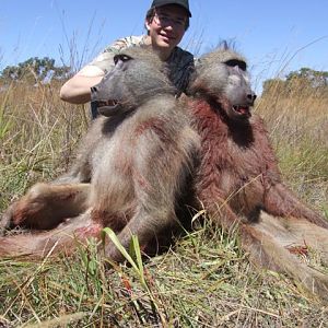 Baboon Hunt