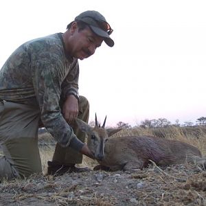 South Africa Duiker Hunt