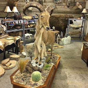 Aoudad Full Mount Taxidermy