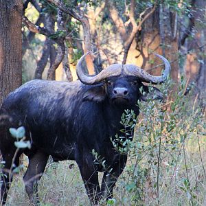 Zambia Cape Buffalo