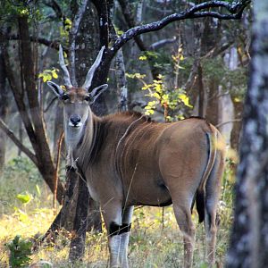 Zambia Livingstone Eland