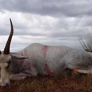 Hunt White Blesbok South Africa