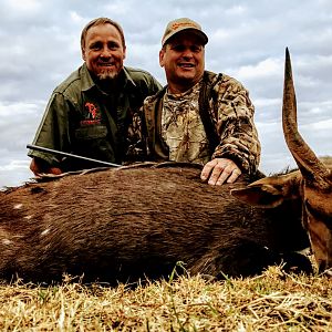 South Africa Hunting Bushbuck