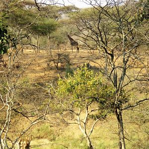 Hunting Giraffe in Zimbabwe