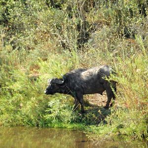 Cape Buffalo Zimbabwe