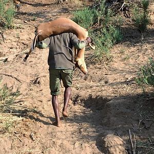 Hunting Zimbabwe Impala