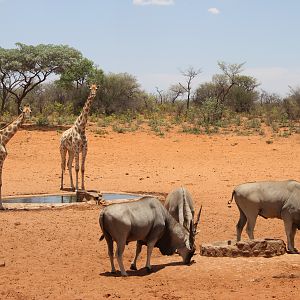 Giraffe & Eland Waterberg Plateau National Park in Namibia