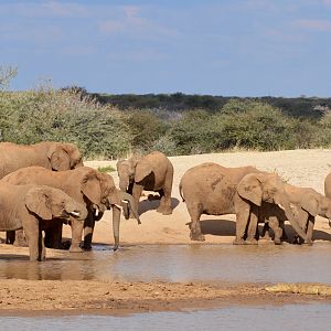 Elephants Erindi Namibia