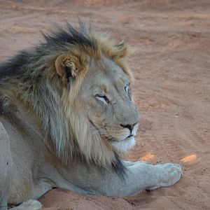 Lion Namibia Erindi