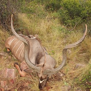 Kudu Hunt in Namibia