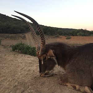 Hunting Waterbuck in South Africa