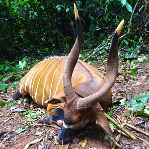 Hunting Bongo in Congo