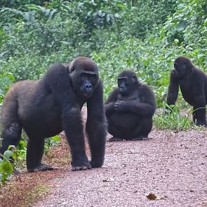 Congo Gorillas
