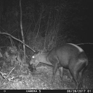 Trail Cam Yellow Backed Duiker Congo