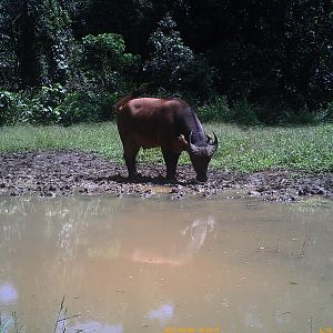 Congo Forest buffalo