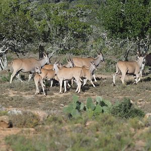 South Africa Eland