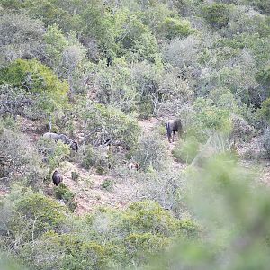 Blue Wildebeest South Africa