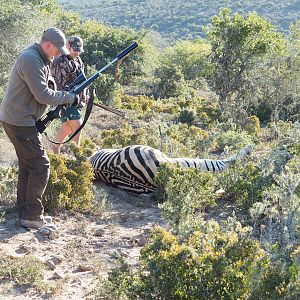 South Africa Burchell's Plain Zebra Hunt