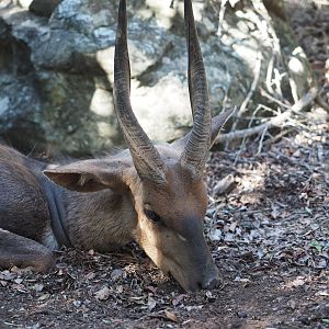 South Africa Hunting Bushbuck