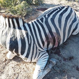 South Africa Burchell's Plain Zebra Hunt