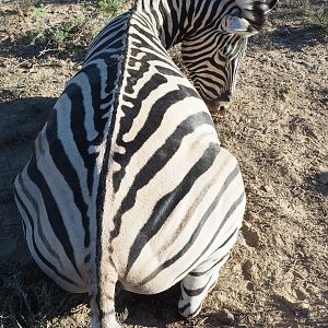 South Africa Burchell's Plain Zebra Hunt