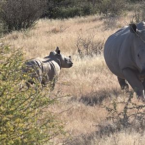 Namibia White Rhino