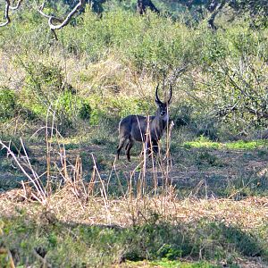 Luangwa Valley Waterbuck Zambia