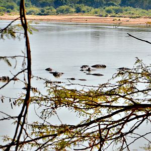 Zambia Luangwa Valley Hippo's